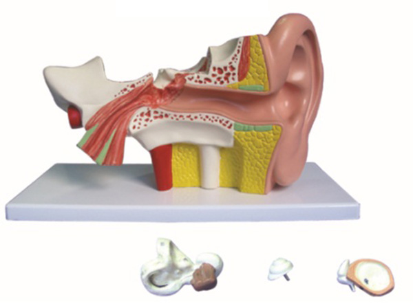 耳放大模型（4部件）.jpg