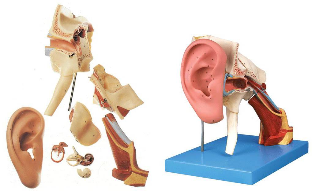 耳結(jié)構(gòu)放大模型.jpg