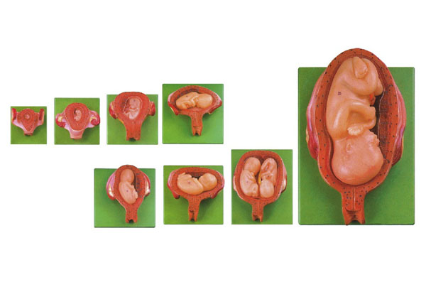 妊娠胚胎發(fā)育過(guò)程模型.jpg