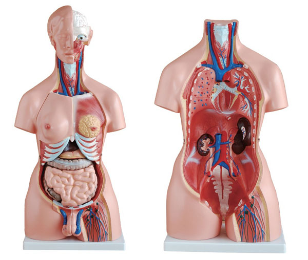 這是一款有23個(gè)部件的人體器官模型.jpg